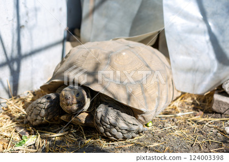 非洲脊刺陸龜 124003398
