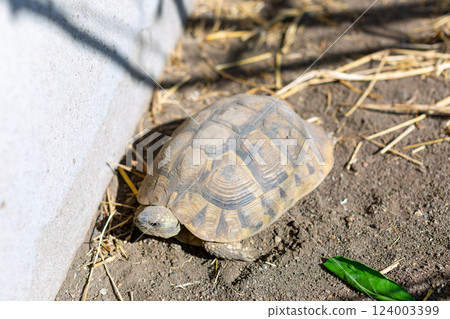 African spurred land turtle African spurred land turtle 124003399