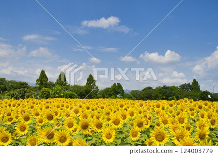 [Zama City] Zama sunflower field 124003779
