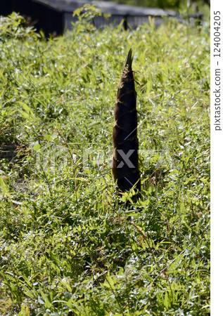 Bamboo shoots 124004205