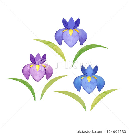 Watercolor hand-drawn illustration of irises 124004580