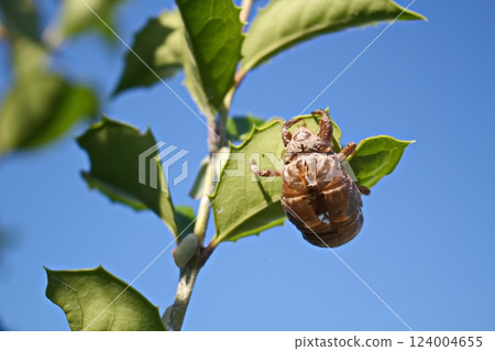 Cicada shell hanging from a tree 124004655