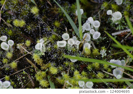 Funnel Moss 124004695