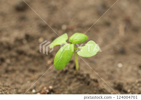 Basil bud 124004701