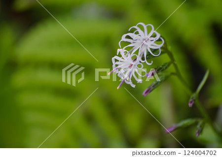 Ainsliaea disseca 124004702