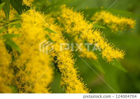 Seiitokawadassi 124004704