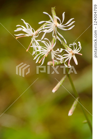 Teishousou 124004709