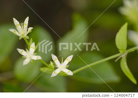 Akebonosou 124004717