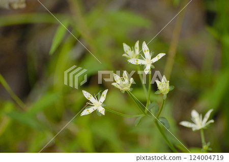 Akebonosou 124004719