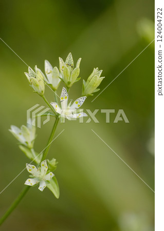 Akebonoso Akebonoso 124004722