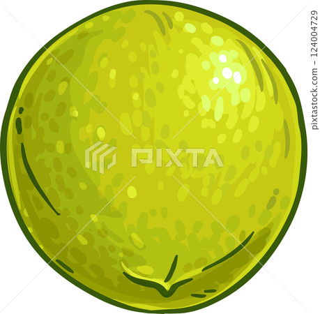 Walnut Colored Detailed Illustration. Organic natural nutritional healthy food ingredient, vegetarian diet product.  124004729