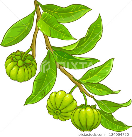 Garcinia Branch with Fruits and Leaves Colored Detailed Illustration. Organic natural nutritional healthy food ingredient, vegetarian diet product.  124004730