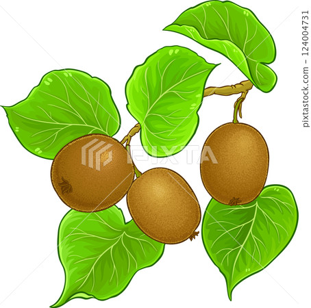 Kiwi Branch with Fruits and Leaves Colored Detailed Illustration. Organic natural nutritional healthy food ingredient, vegetarian diet product. 124004731