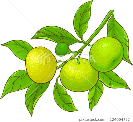 Tangerine Branch with Fruits  and Leaves Colored Detailed Illustration. 124004732