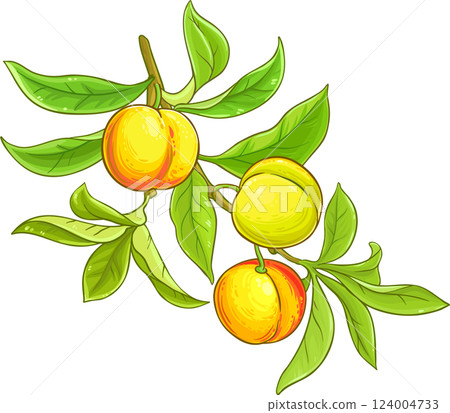 Peach Branch with Fruits and Leaves Colored Detailed Illustration Peach Branch with Fruits and Leaves Colored Detailed Illustration 124004733