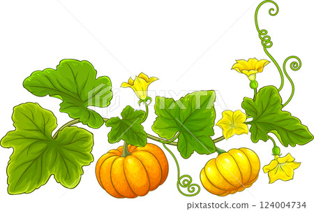 Pumpkin Plant Colored Detailed Illustration. Pumpkin Plant Colored Detailed Illustration. 124004734