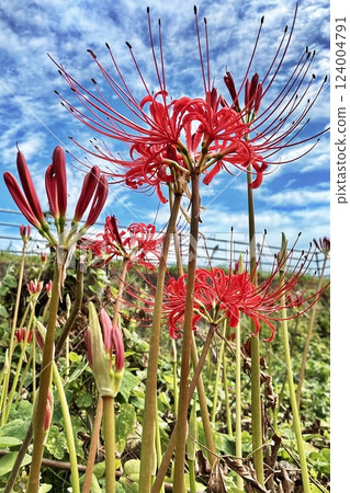 Blue sky and red spider lilies, September Blue sky and red spider lilies, September 124004791