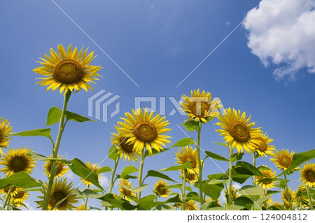[Zama City] Zama sunflower field 124004812