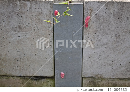 Egg of Jumbo Tanish Egg of Jumbo Tanish 124004883