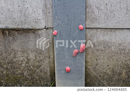 Egg of Jumbo Tanish 124004885