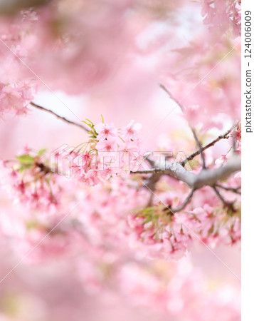 河津櫻花 124006009