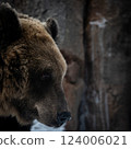 棕熊自豪地行走 124006021