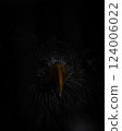 鷹在黑暗中凝視 124006022