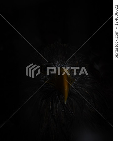 鷹在黑暗中凝視 124006022