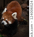 可愛的小熊貓 124006024
