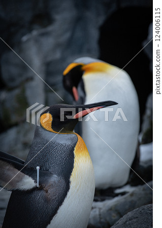 可愛的企鵝臉 124006115