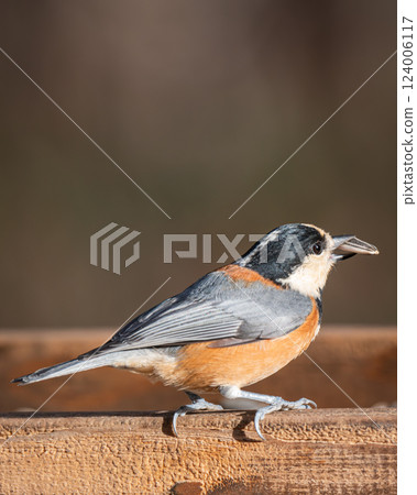 各種山雀 各種山雀 124006117