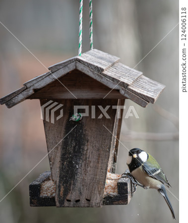大山雀來到了餵食器 大山雀來到了餵食器 124006118