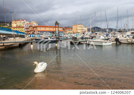 White swan swimming in a sea in port of Sanremo, Italy 124006207