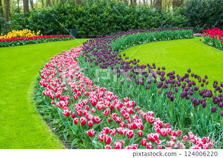 Colorful flowerbeds in Keukenhof tulip garden in Lisse, Netherlands. Keukenhof is the most beautiful spring garden in the world. Beautiful ornamental garden landscape at Lisse, Netherlands 124006220