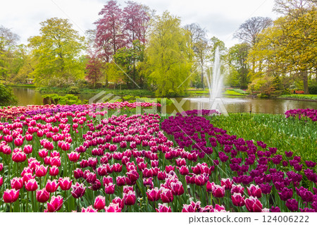 Scenic view of Keukenhof tulip garden in Lisse, Netherlands. Keukenhof is the most beautiful spring garden in the world. Beautiful ornamental garden landscape at Lisse, Netherlands Scenic view of Keukenhof tulip garden in Lisse, Netherlands. Keukenhof is the most beautiful spring garden in the world. Beautiful ornamental garden landscape at Lisse, Netherlands 124006222