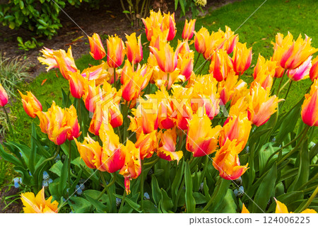 Beautiful tulips on flowerbed in Keukenhof tulip garden in Lisse, Netherlands Beautiful tulips on flowerbed in Keukenhof tulip garden in Lisse, Netherlands 124006225