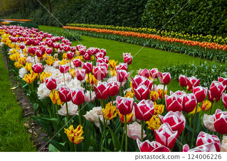 Colorful flowerbeds in Keukenhof tulip garden in Lisse, Netherlands. Keukenhof is the most beautiful spring garden in the world. Beautiful ornamental garden landscape at Lisse, Netherlands Colorful flowerbeds in Keukenhof tulip garden in Lisse, Netherlands. Keukenhof is the most beautiful spring garden in the world. Beautiful ornamental garden landscape at Lisse, Netherlands 124006226