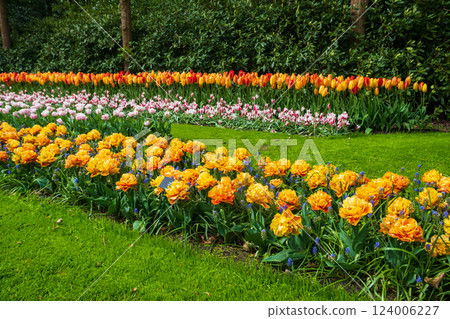 Colorful flowerbeds in Keukenhof tulip garden in Lisse, Netherlands. Keukenhof is the most beautiful spring garden in the world. Beautiful ornamental garden landscape at Lisse, Netherlands Colorful flowerbeds in Keukenhof tulip garden in Lisse, Netherlands. Keukenhof is the most beautiful spring garden in the world. Beautiful ornamental garden landscape at Lisse, Netherlands 124006227