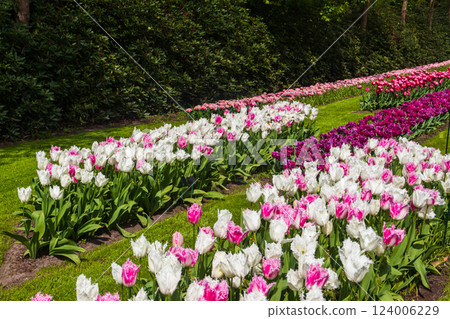 Colorful flowerbeds in Keukenhof tulip garden in Lisse, Netherlands. Keukenhof is the most beautiful spring garden in the world. Beautiful ornamental garden landscape at Lisse, Netherlands Colorful flowerbeds in Keukenhof tulip garden in Lisse, Netherlands. Keukenhof is the most beautiful spring garden in the world. Beautiful ornamental garden landscape at Lisse, Netherlands 124006229