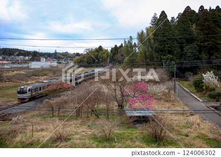 梅花林和E217系列 124006302