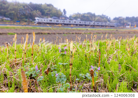 Tsukushi and E217 series 124006308