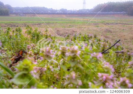 踴子草和E217系列 踴子草和E217系列 124006309