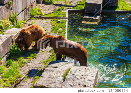 Bears in Bear Pit in Bern, Switzerland. Bear is a symbol of Bern city 124006354