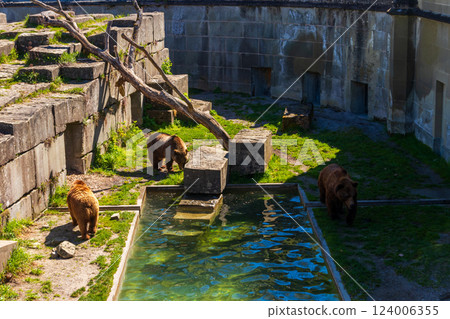 Bears in Bear Pit in Bern, Switzerland. Bear is a symbol of Bern city 124006355