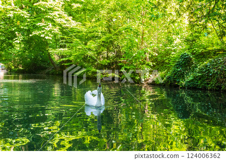 White swan swimming in the river 124006362