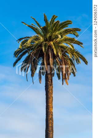 Palm tree on the blue sky background 124006372