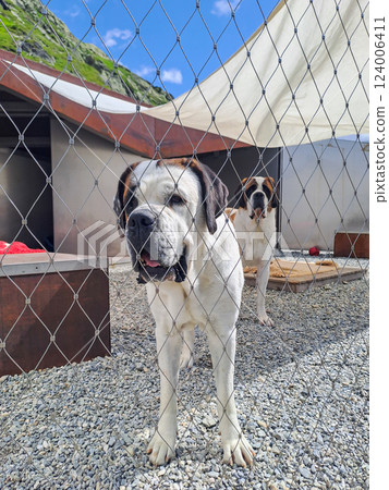 Saint Bernard dogs at breeding kennel at Great St. Bernard Pass, Switzerland 124006411