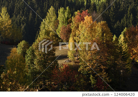 Footage of a forest full of trees decorated with autumn colors. 124006420
