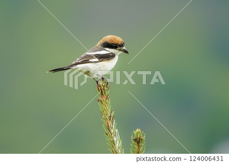 Wildlife-birds. The woodchat shrike (Lanius senator) bird belongs to the laniidae family. Shrub open fields and hedges on the edges of these fields are their habitats. They usually feed on insects. Wildlife-birds. The woodchat shrike (Lanius senator) bird belongs to the laniidae family. Shrub open fields and hedges on the edges of these fields are their habitats. They usually feed on insects. 124006431
