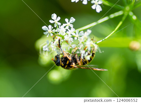 A wasp collecting nectar on white wildflowers 124006552